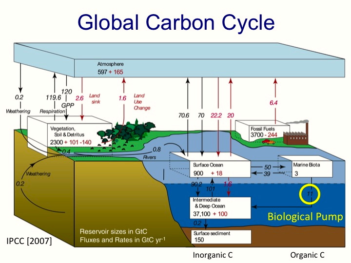 Ocean Food Web Key in Global Carbon Cycle | The Current